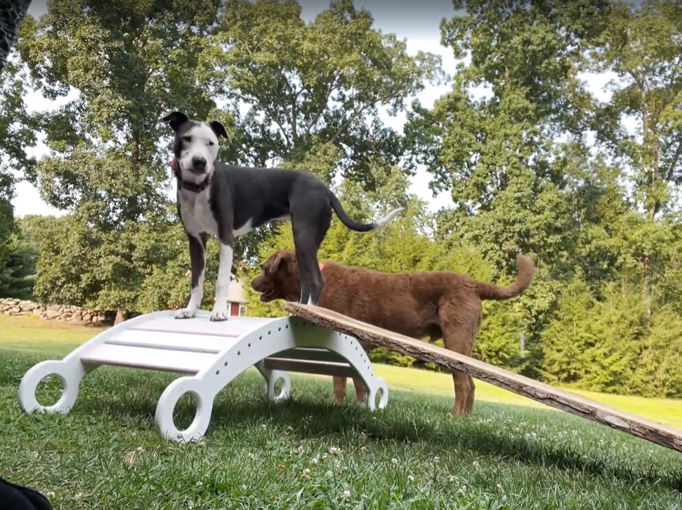 Rei playing with another dog on a backyard agility ramp